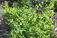 Asparagus asparagoides